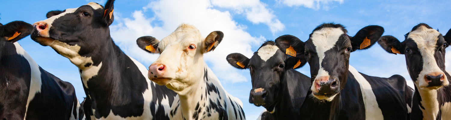 Driving Dairy Success with Dependable Packaging