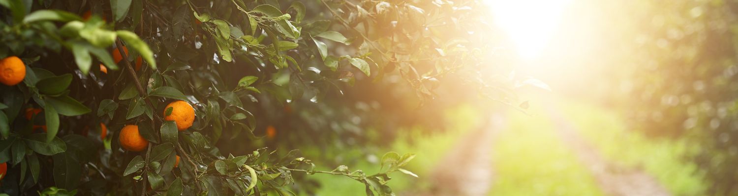 From Harvest to Market: How the Right Partner Helps You Scale
