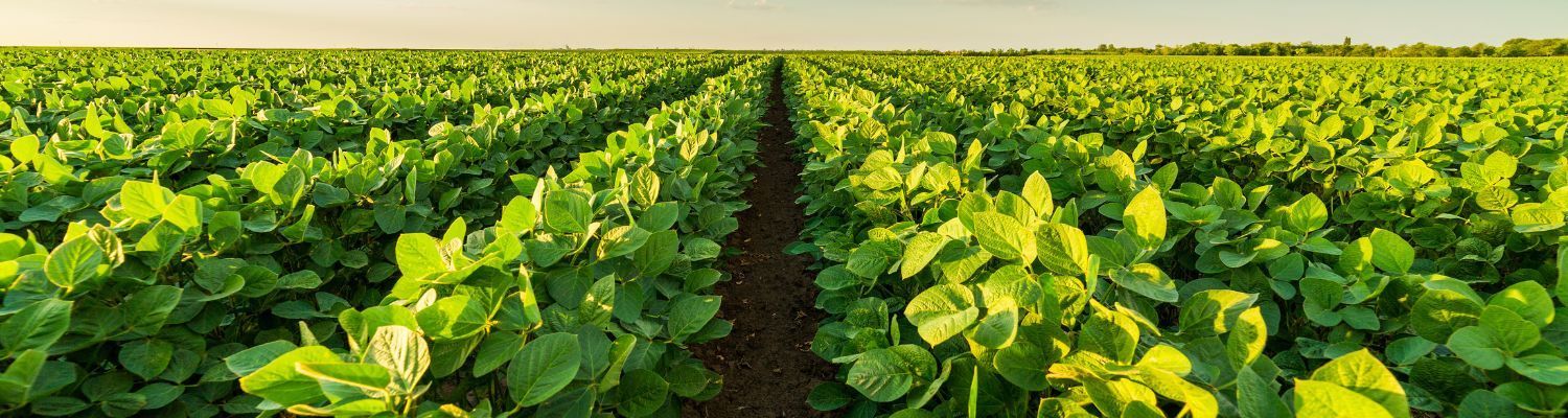 Solutions for Every Season: Agriculture Packaging Made Simple