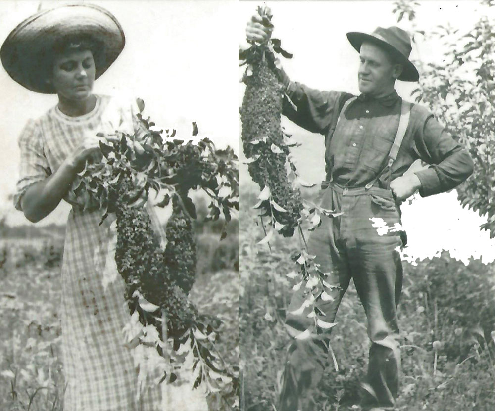 Grace Terrell great-grandmother with father a swarm of bees