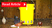 Quail feeder plastic and steel pails story icon